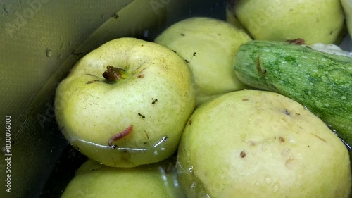 A ripe quince submerged in water. A pinkish worm and ants are visible on its surface. The process of soaking the fruit harvest, in which pests were discovered.