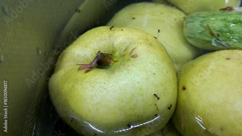 A ripe quince submerged in water. A pinkish worm and ants are visible on its surface. The process of soaking the fruit harvest, in which pests were discovered.