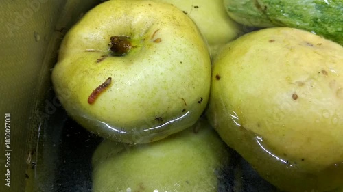 A ripe quince submerged in water. A pinkish worm and ants are visible on its surface. The process of soaking the fruit harvest, in which pests were discovered.