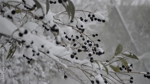 A bush with leaves and berries during a severe snowstorm. Gusts of wind lift the snow, creating a white blanket. A thick layer of snow lies on the branches. Cold, blizzard, bad weather, and snowstorm