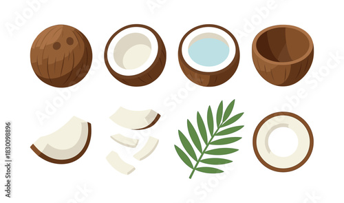 Coconut and palm leaf set, flat vector illustration, tropical fruit, nut slices