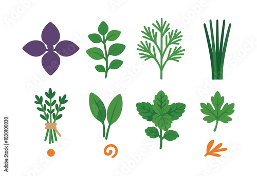 Culinary herb collection, basil, parsley, chives, flat vector illustration