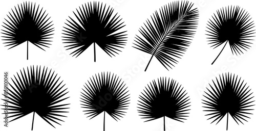 Beautiful palm tree leaf set silhouette background vector illustration  