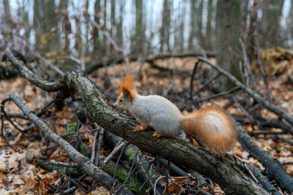 Obraz premium Squirrel exploring a fallen branch in a tranquil forest setting