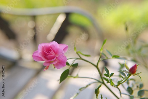 pink rose in a garden