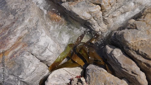 Sea water flowing between rocks and kelp at Olifantsbos Beach at Cape Point, Table Mountain National Park, Cape Town, Western Cape, South Africa.