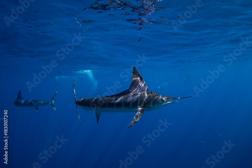 Striped marlins are feeding on sardines. It is one of the fastest fish in the ocean. A Kajikia audax swimming in clear blue water.