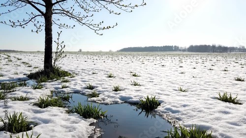 Bright Sunny Day Meadow with Patches of Snow and Emerging Green Grass in Early Spring Sunlight