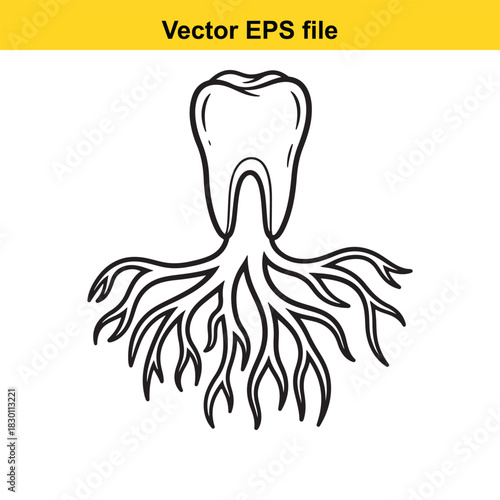 Black and white line art vector illustration of a human molar tooth with multiple roots, isolated on white background for dental or medical concept design