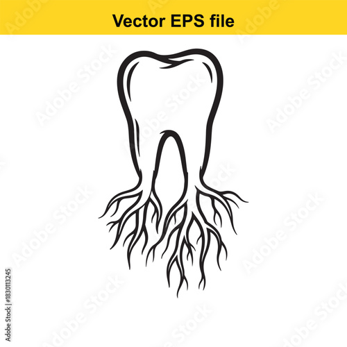 Black and white outline vector drawing of a human molar tooth showing detailed root structure, isolated on white background