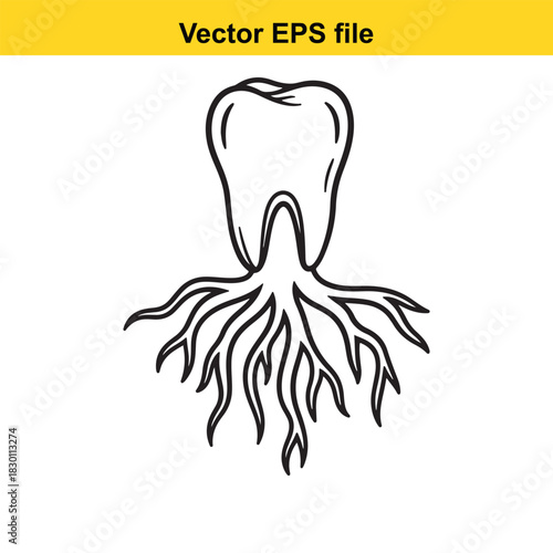 Outline drawing of a human molar tooth showing the crown and multiple complex root structures, isolated on white background