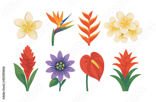 Tropical flower collection, frangipani and anthurium, flat vector illustration