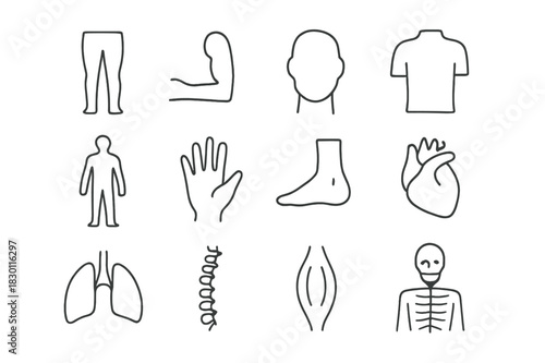 Body Parts Icons. Body Parts Set. Line icon set of Body Parts Set: legs, arms, head, torso, human silhouette, hand, foot, heart, lungs, spine, muscles,