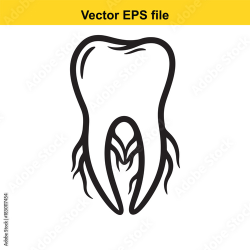 Vector illustration of a molar tooth cross section showing pulp chamber and root canal structure, isolated on white background