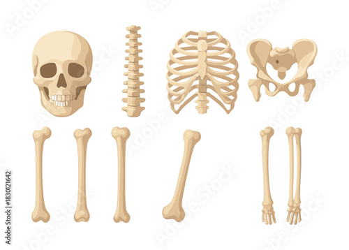 Human skeleton anatomy, flat vector illustration, bones, and skeletal structure
