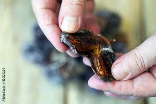 Close-up of hands holding dried persimmons, or hoshigaki.