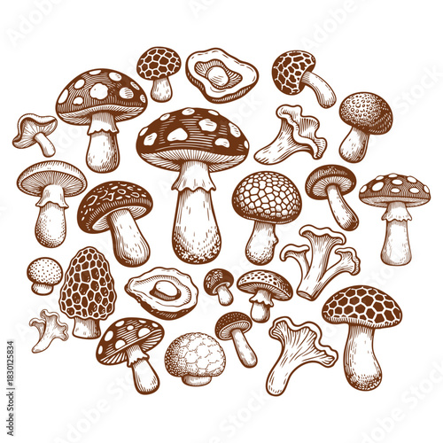 set of vintage-style illustrations featuring various  mushroom species, vector template