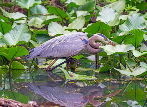 Great Blue Heron Stalking Its Prey