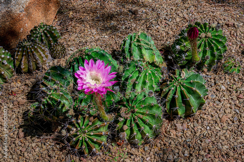 Easter Lilly cactus blooming in early spring