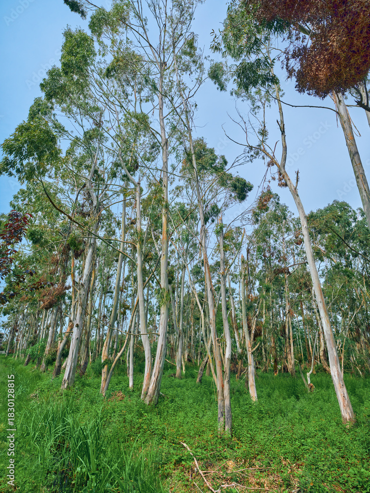 Obraz premium trees eucalyptus forest trunks grass sky, tall slender eucalyptus trees in a green woodland with grassy understory, white bark stems and scattered leaves under clear blue sky for peaceful nature