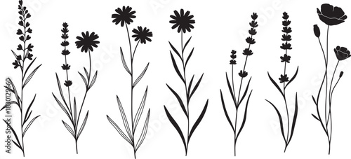 Silhouette wildflower stems arranged in row featuring delicate blossom shapes and botanical detail concept of nature simplicity floral design