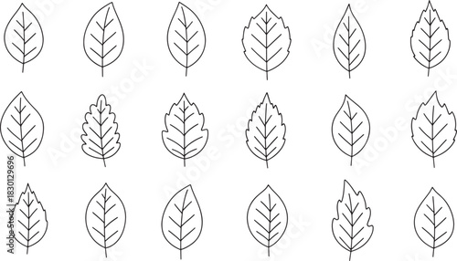 Collection of leaf outline icons with simple botanical shapes and natural vein details Concept of nature ecology growth environment