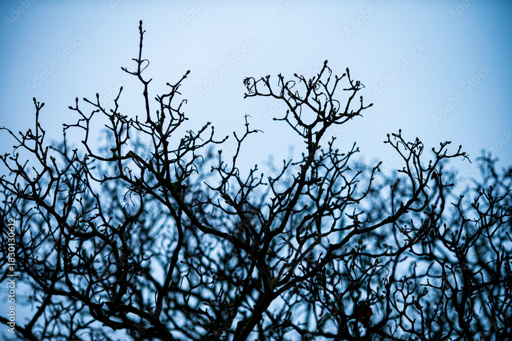 Obraz premium Monochromatic silhouette of a tangle of twisted bare tree branches against dull cold blue-gray winter sky