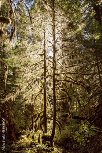 Hoh Rain Forest in Olympic National Park, Washington, USA.