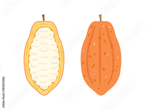 カカオの実・カカオポッドとカカオパルプをイメージしたイラスト