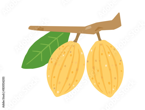 黄色のカカオの実をイメージしたイラスト