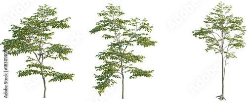 Carpinus betulus tree, front view, cutout, 8k png, transparent background, isolate, Three saplings for landscaping with vibrant green leaves on branches