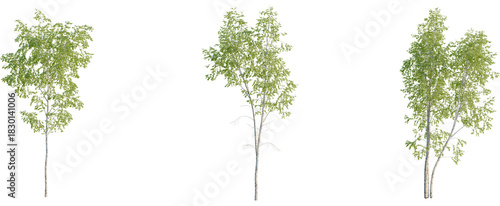 Betula pendula tree, front view, cutout, 8k png, transparent background, isolate, Realistic birch tree collection for nature scene creation and landscaping