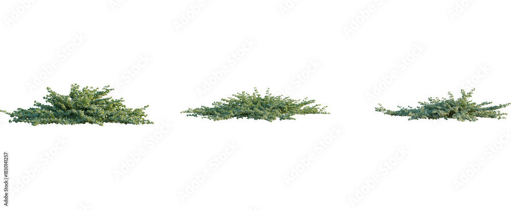 Obraz premium Correa alba tree, front view, cutout, 8k png, transparent background, isolate, Realistic green bushes set for garden design and landscaping projects