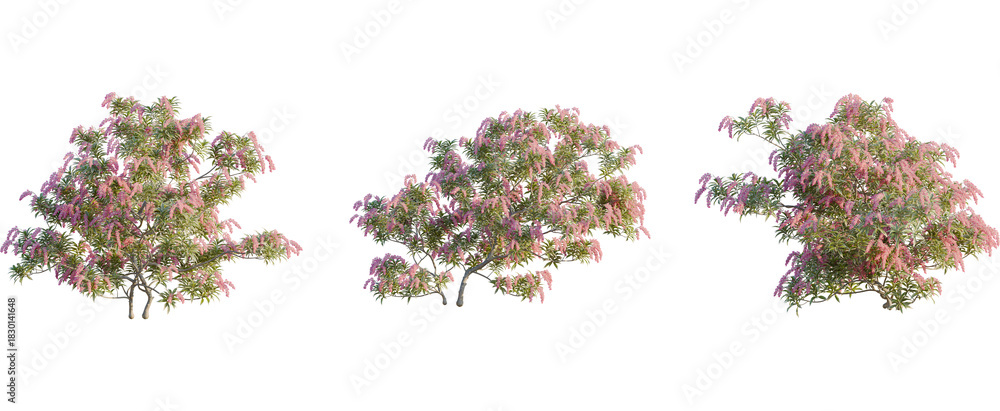 Obraz premium Pieris japonica tree, front view, cutout, 8k png, transparent background, isolate, Three blooming trees with pink flowers set for landscape design projects