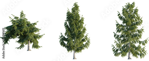 Schilderij op canvas Picea abies tree, front view, cutout, 8k png, transparent background, isolate, E