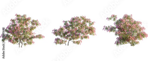 Pieris japonica tree, front view, cutout, 8k png, transparent background, isolate, Three blooming trees with pink flowers set for landscape design projects