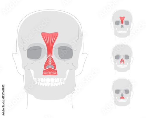Set of Nasal muscles anatomy diagram, procerus, nasalis transverse part, nasalis alar part, depressor septi labeled, face muscles illustration, medical reference chart, education schematic