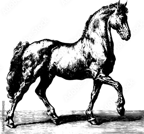 Vintage Engraving Horse in Motion, Classic Equine Illustration, Dynamic Line Art Animal Clipart, Rustic Antique Style