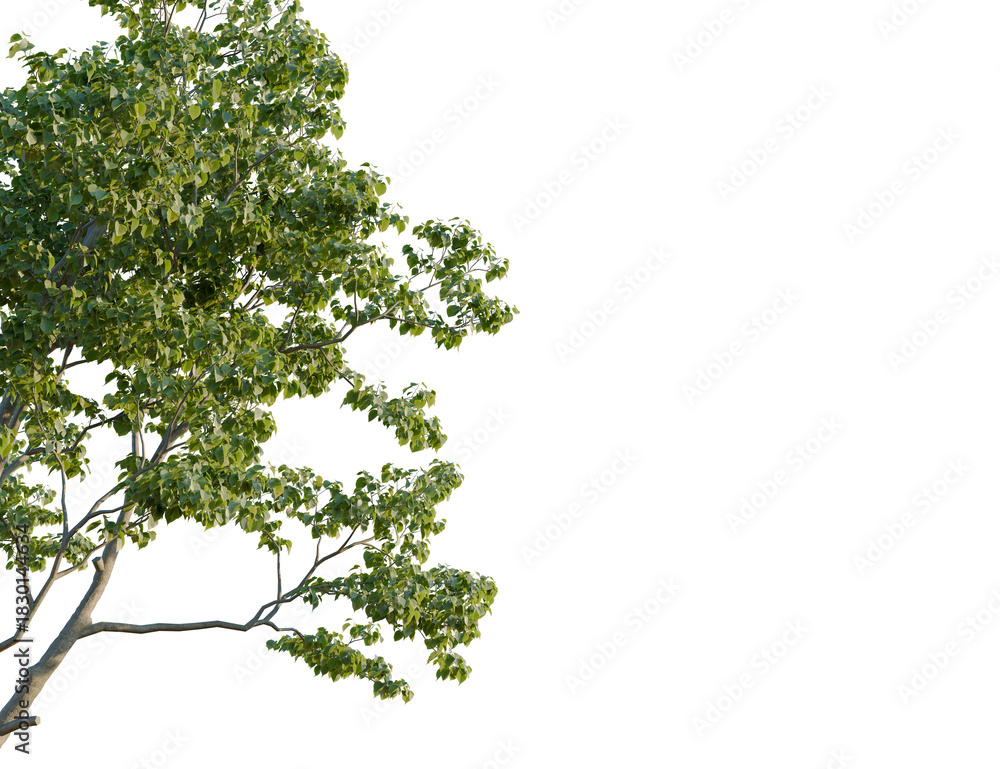 Obraz premium Fraxinus excelsior tree corner view, cutout, 8k png, transparent background, isolate, Lush tree foliage with light green leaves for natural design elements