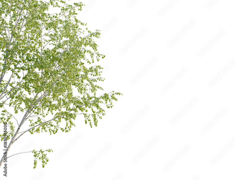 Obraz premium Ulmus pumila tree, corner view, cutout, transparent background, isolate, Beautiful birch tree with vibrant green leaves for spring and summer designs