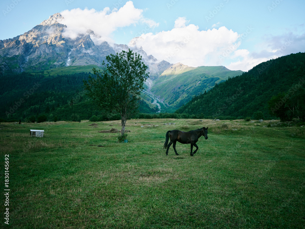 Naklejka premium Horse grazing in a meadow with a lone tree, bench, and distant mountains under a clear sky, a tranquil rural landscape that captures open space, nature, and peaceful countryside