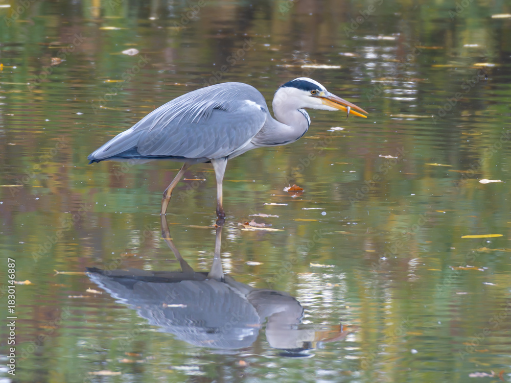 Naklejka premium A Great Heron hunting for fish in the Lake in Autumn Germany with mirror in the Lake High quality photo