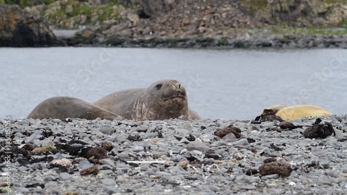 Elephant Seal on the beach resting 