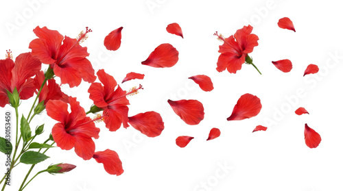 Floating Red Hibiscus Flowers and Petals with Transparent Background, PNG