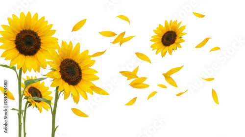 Floating Sunflower Flowers with Transparent Background in PNG format