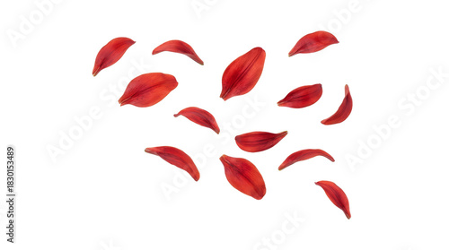 Floating Red lily petals with Transparent Background, png, Isolated