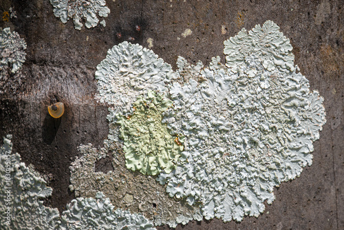 Human interference in nature: a metal rivet in the trunk of a tree covered in greyish-green lichen.