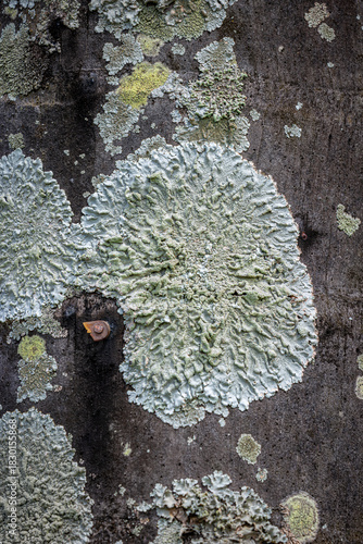 Human interference in nature: a metal rivet in the trunk of a tree covered in greyish-green lichen.