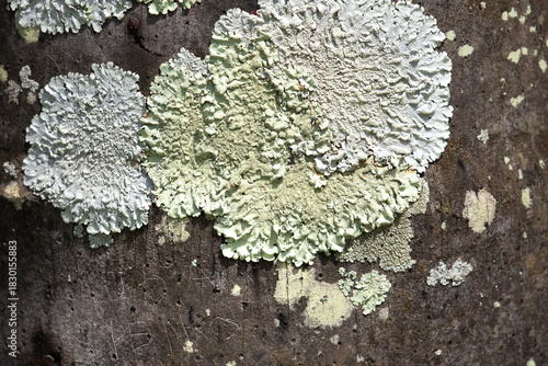 Human interference in nature: words scratched into the bark of a tree with lichen.