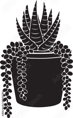 Succulent plants string of pearls and zebra haworthia growing in decorative flower pot dark silhouette vector illustration